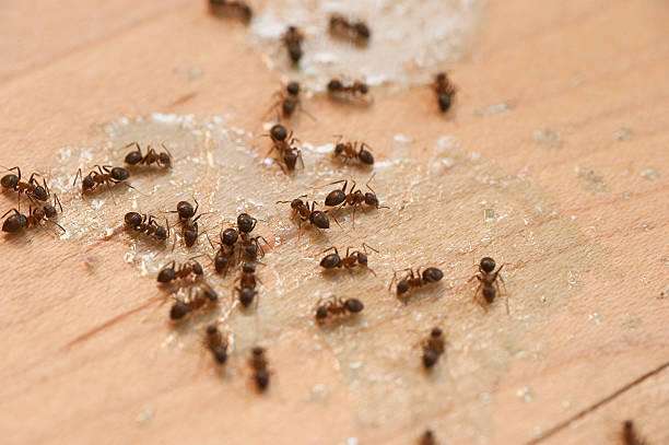 Best Pest Inspection Near Me  in Ball Ground, GA