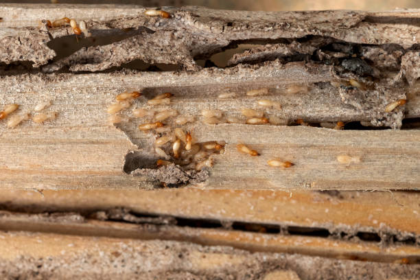 Best Termite Control Services  in Ball Ground, GA